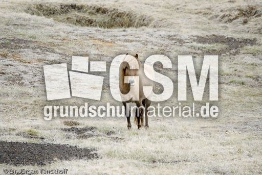 Islandpferde (4 von 50).jpg